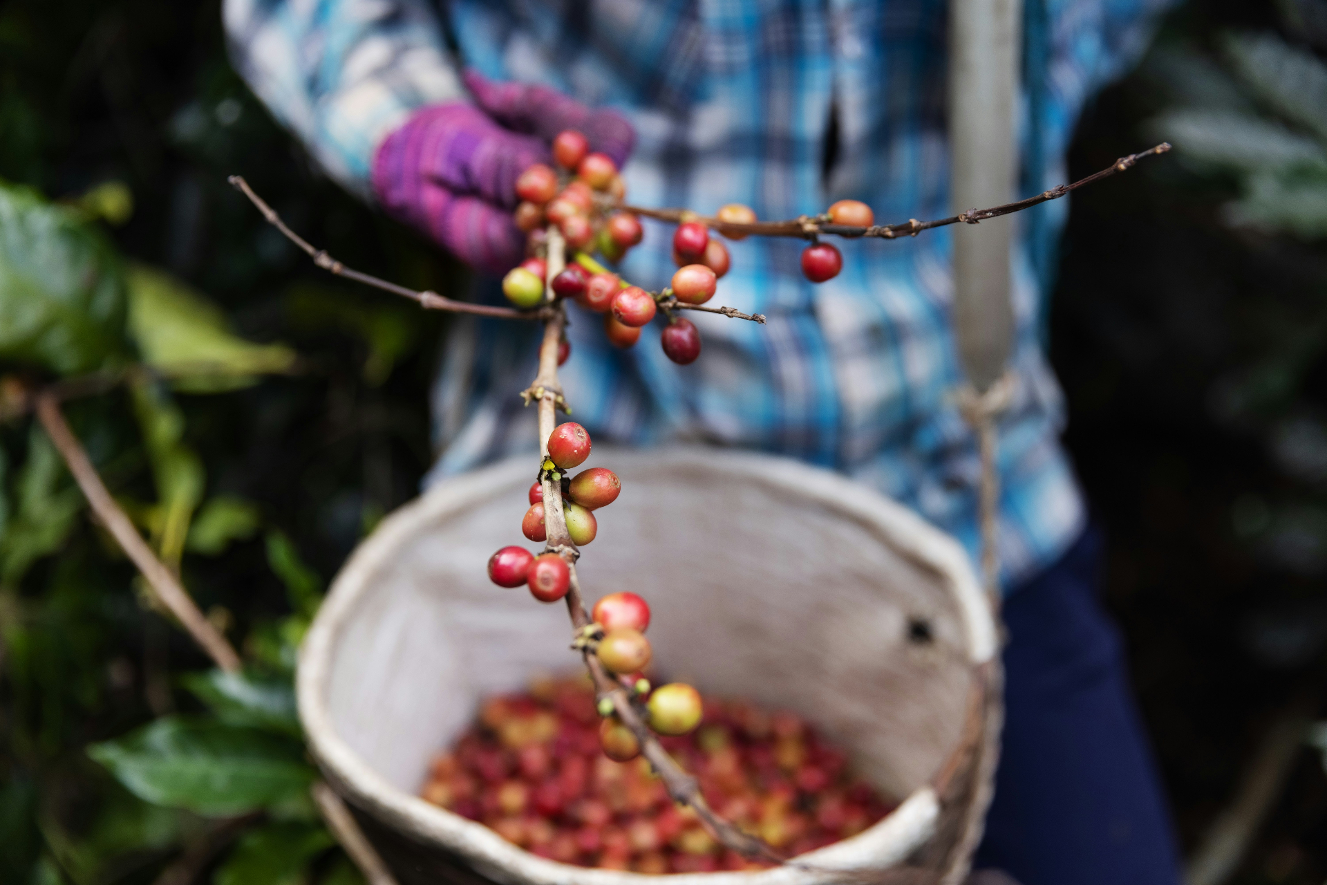 Ecuadorian coffee harvest